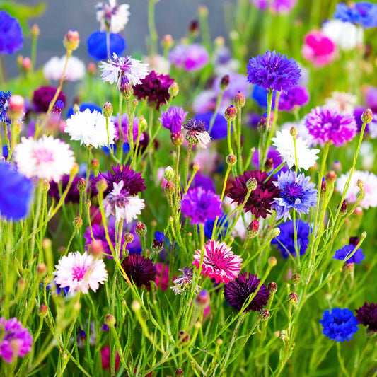 1000 Pcs Tall Double  Mixed Colors Cornflower Flower Seeds