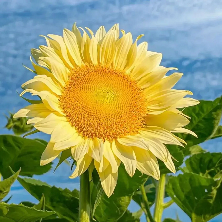 🌻50+ Mixed Color Sunflowers