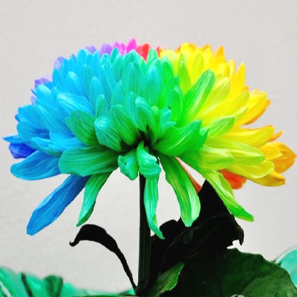 Rare Rainbow Chrysanthemum  Garden Mums Seeds
