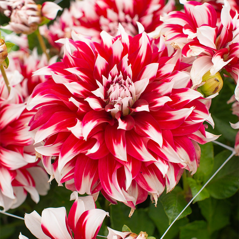 💐Colorful Dahlia Seeds-The Power of Life