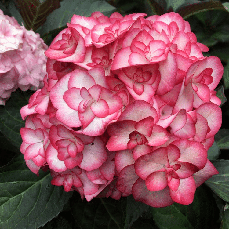 Outdoor hydrangea 'Miss Saori blue' 50 Seeds