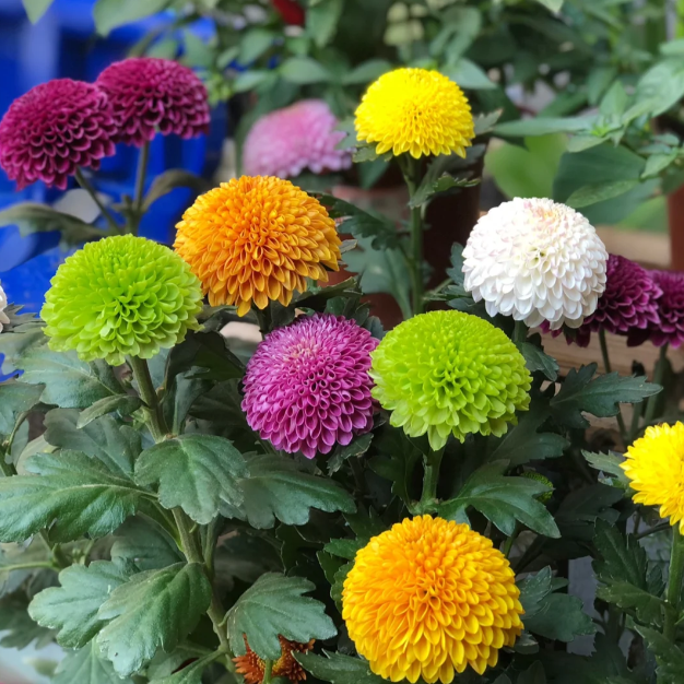 🏵️Colorful Ping Pong Chrysanthemum Seeds