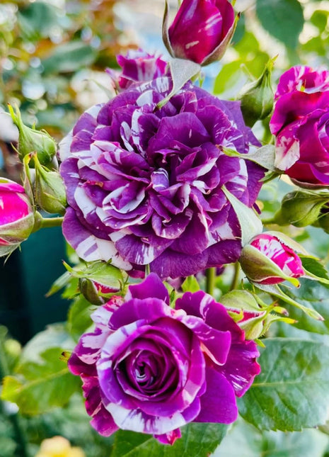 Rose  Scented Jewel