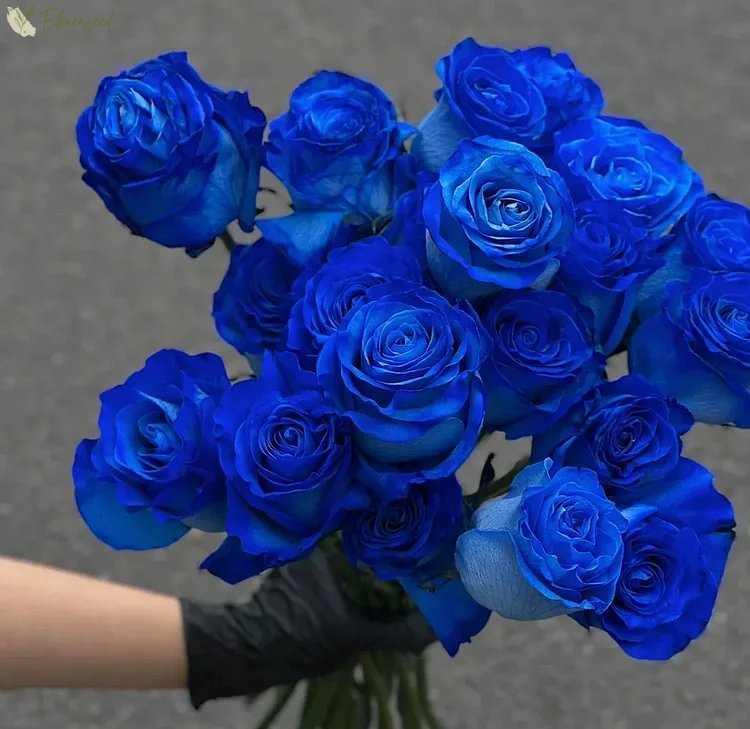 Beautiful Mini Rose Seeds, 100pcs/pack