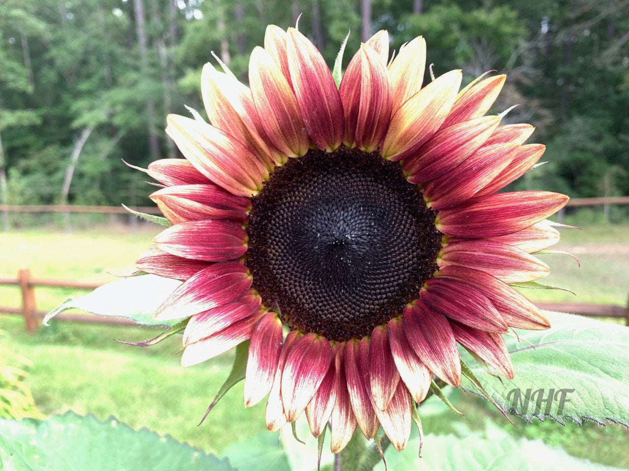100 Pcs Strawberry Blonde Hybrid Sunflower Seeds