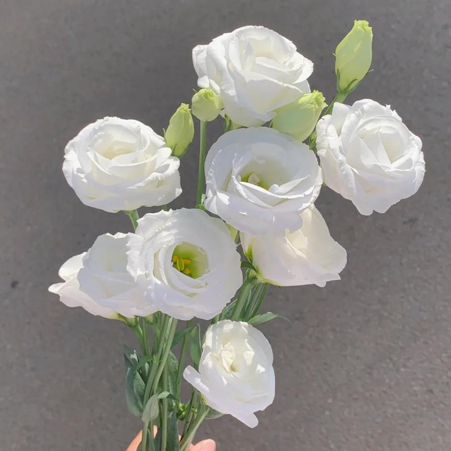 🌺Lisianthus – Sincere Love
