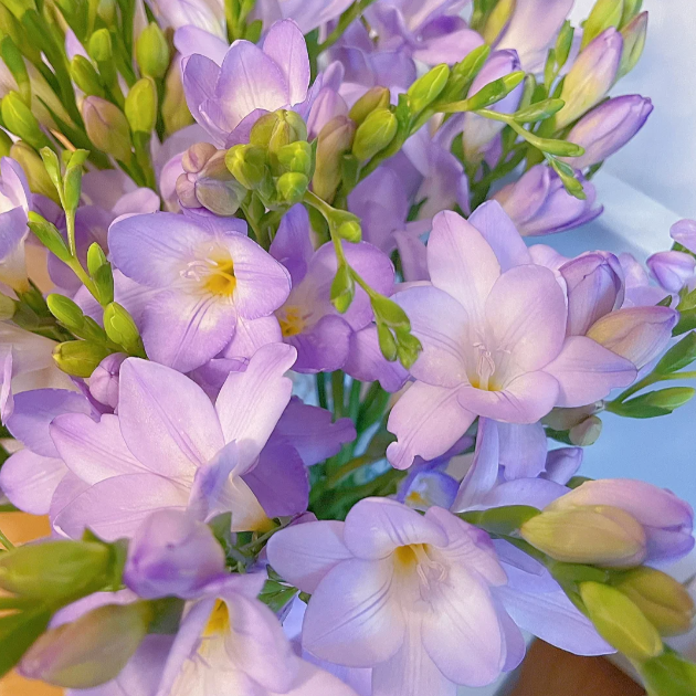 💐Freesia Bulbs