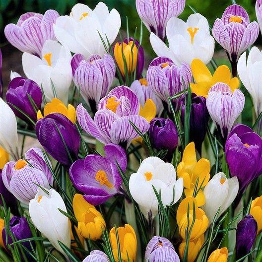 CROCUS BULBS - LARGE FLOWERING MIX