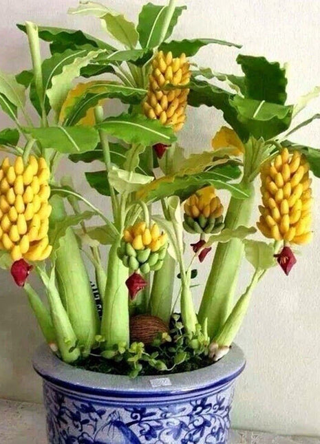 Drawf Banana Seeds