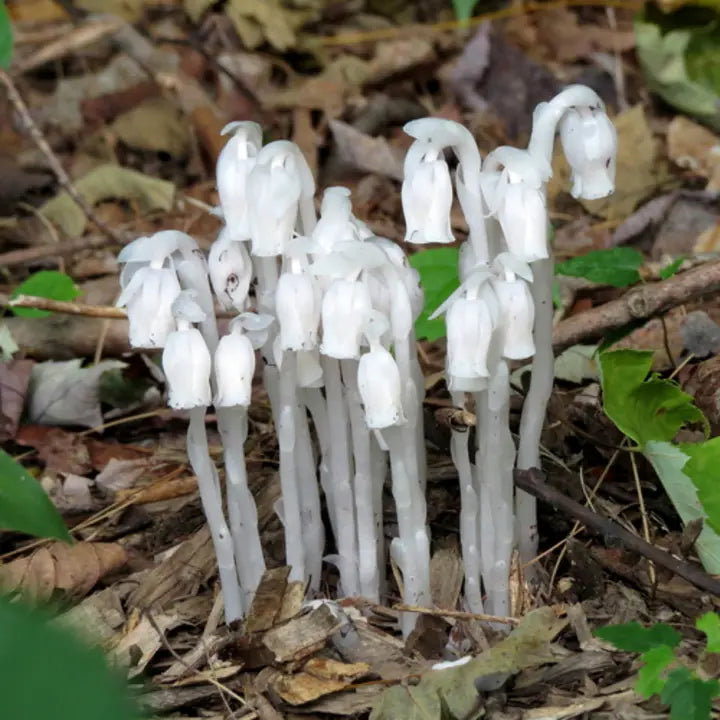 100 pcs Indian Pipe Monotropa Uniflora Seeds