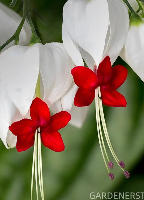 🌼Bleeding Heart Vine Pot Seeds