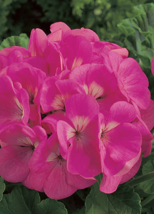 Geranium Maverick MIX