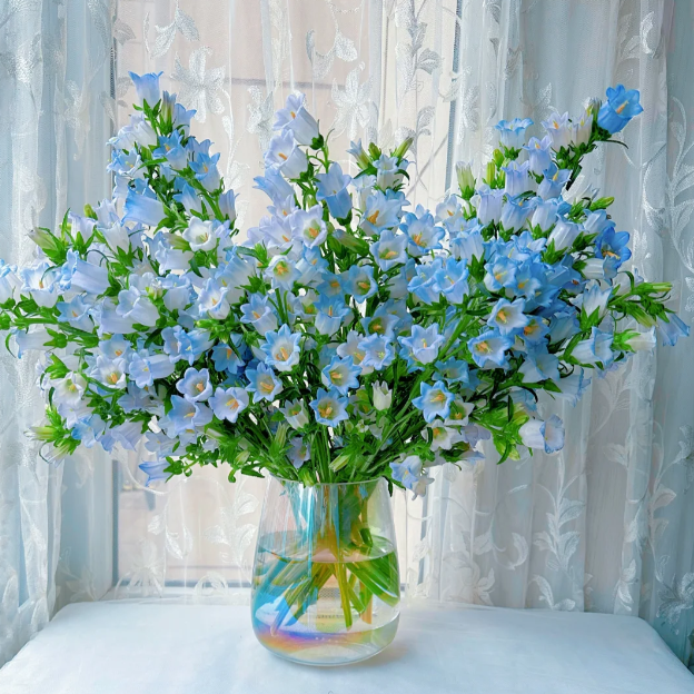 🔔Bellflower Seeds—Lucky Flower