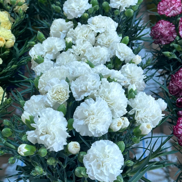 🌹Double Carnation Seeds—Mother's Day Flowers