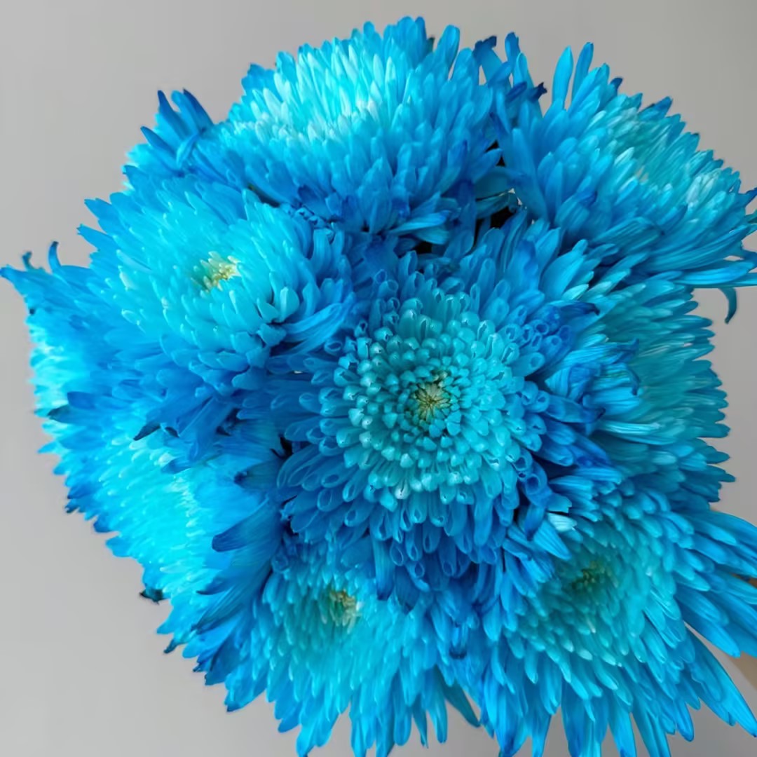 Anna Chrysanthemum Seeds