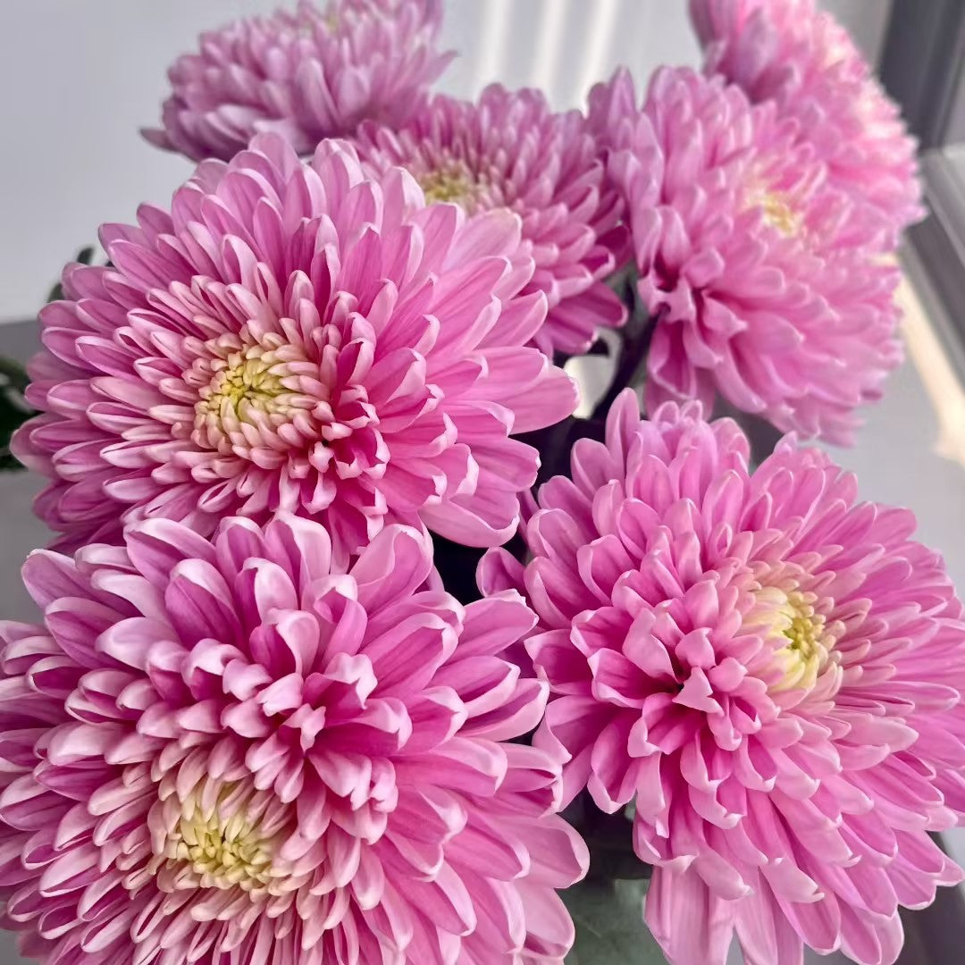 Anna Chrysanthemum Seeds
