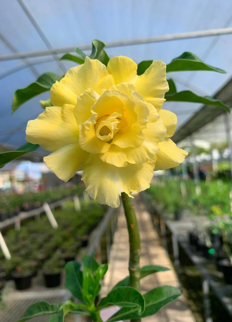Desert Rose -- Yellow