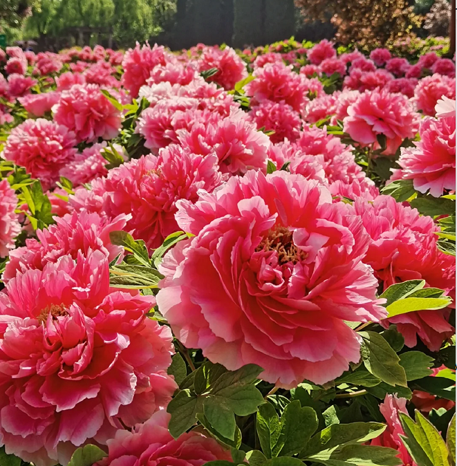 Multicolor Peony Seeds