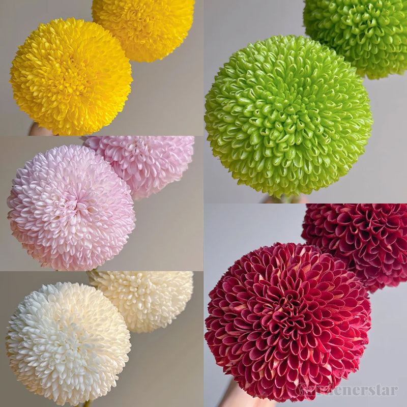 🏵️Colorful Ping Pong Chrysanthemum Seeds