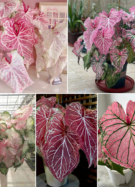 Caladium Peppermint
