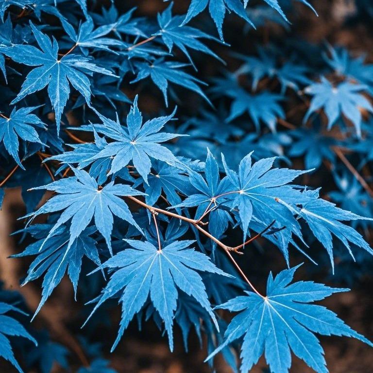 10pcs Blue Ghost Maple Tree Seeds – Exotic Japanese Acer with Misty Foliage, Perfect for Pots & Landscapes