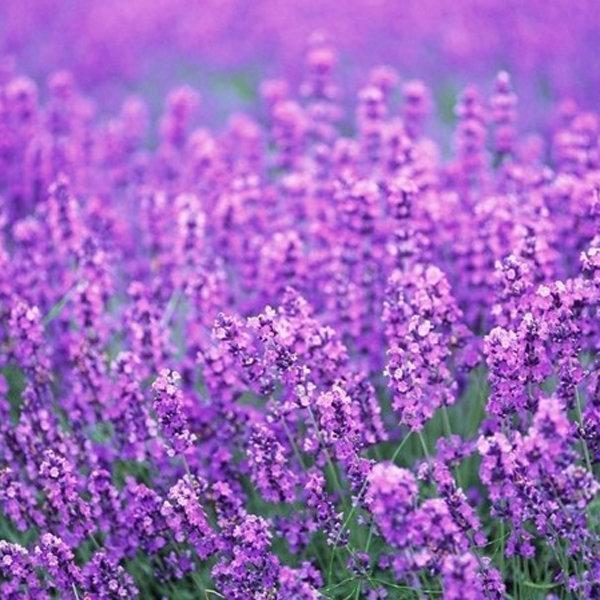 200Pcs Provence Lavender Seeds Fragrant Organic Flower Seeds Home Garden Bonsai Plant