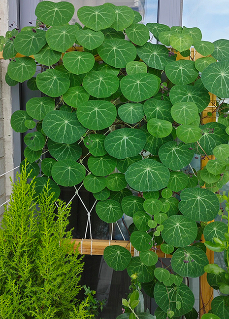 🌲Stephania Erecta Climbing Greenery🌿A Vine Adventure