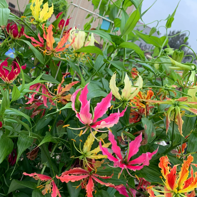 💐Gloriosa Lily—Life Never Dies, Passion Never Dies