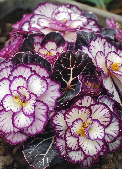 Rare Twin Begonia - Purple and White