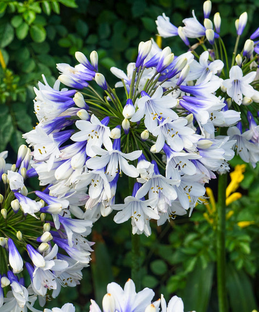 🎁New Year Sale🎁Agapanthus 'Twister'