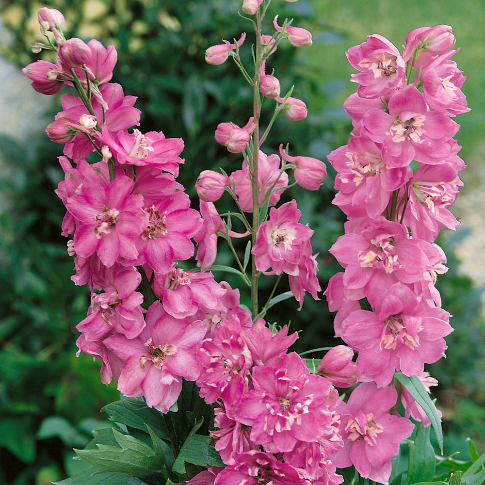 Delphinium Seeds