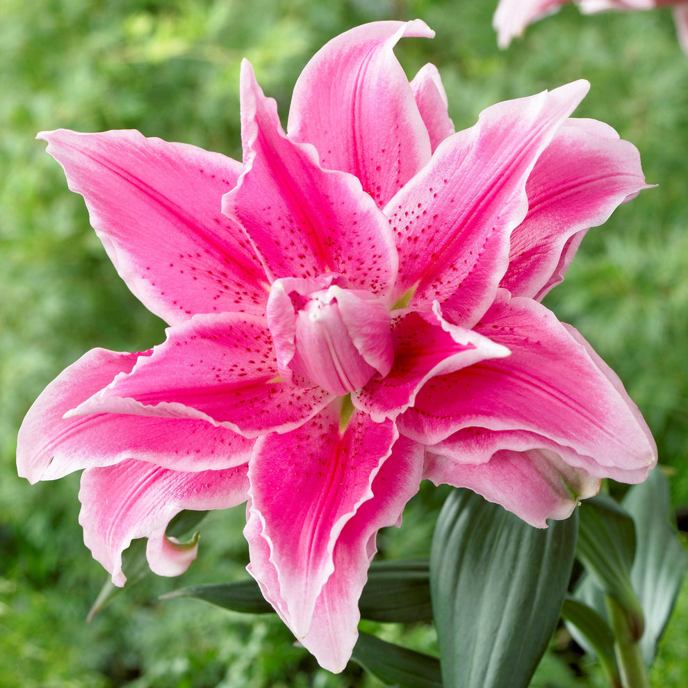 Multicolor Lily Seeds