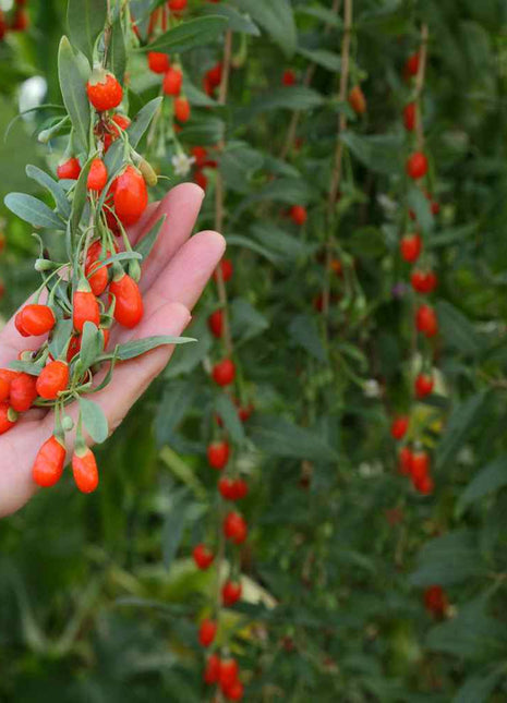 Wolfberry Seeds