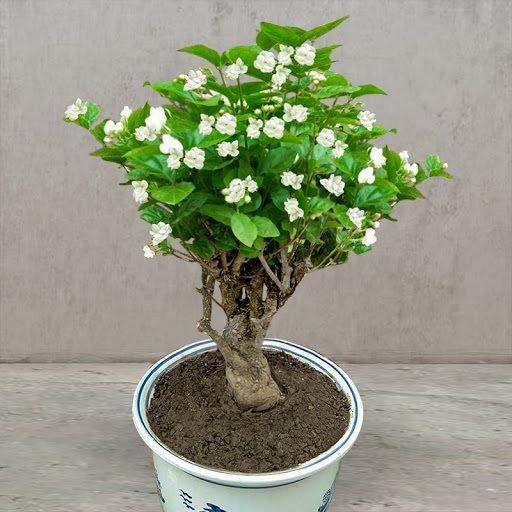Cape Jasmine Seeds