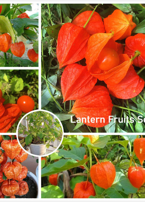 Physalis Peruviana Golden Berry Seeds Lantern Fruit Seeds