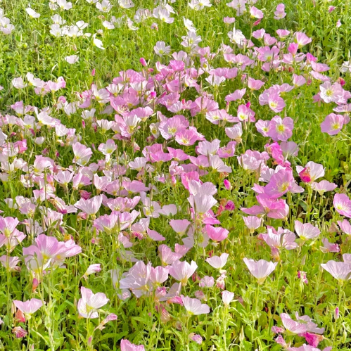 🌺Evening Primrose—Sea Of Pink Flowers