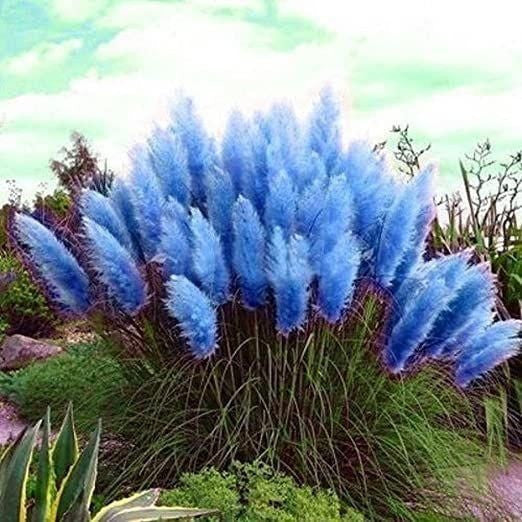 Mixed Pampas Grass Ornamental Seeds