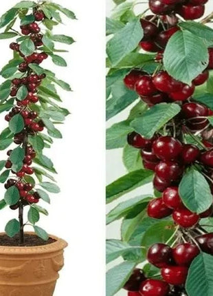 🍒Rainier Cherry Fruit Seeds(🌿99% Germination)