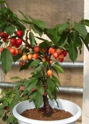 🍒Rainier Cherry Fruit Seeds(🌿99% Germination)