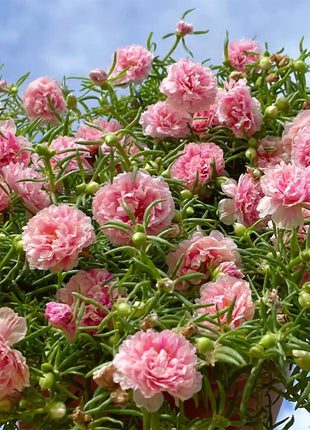 10000 Pcs Muti-color Double Petal Sun Flower Seeds