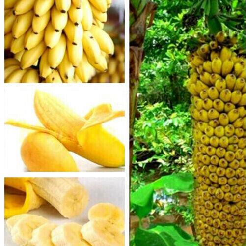 30pcs Dwarf Banana Seeds