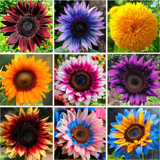 🌻50+ Mixed Color Sunflowers