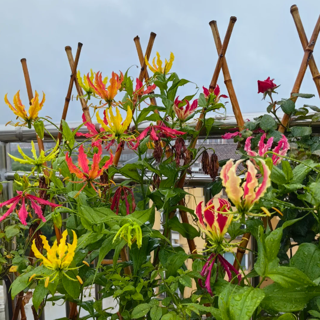 💐Gloriosa Lily—Life Never Dies, Passion Never Dies