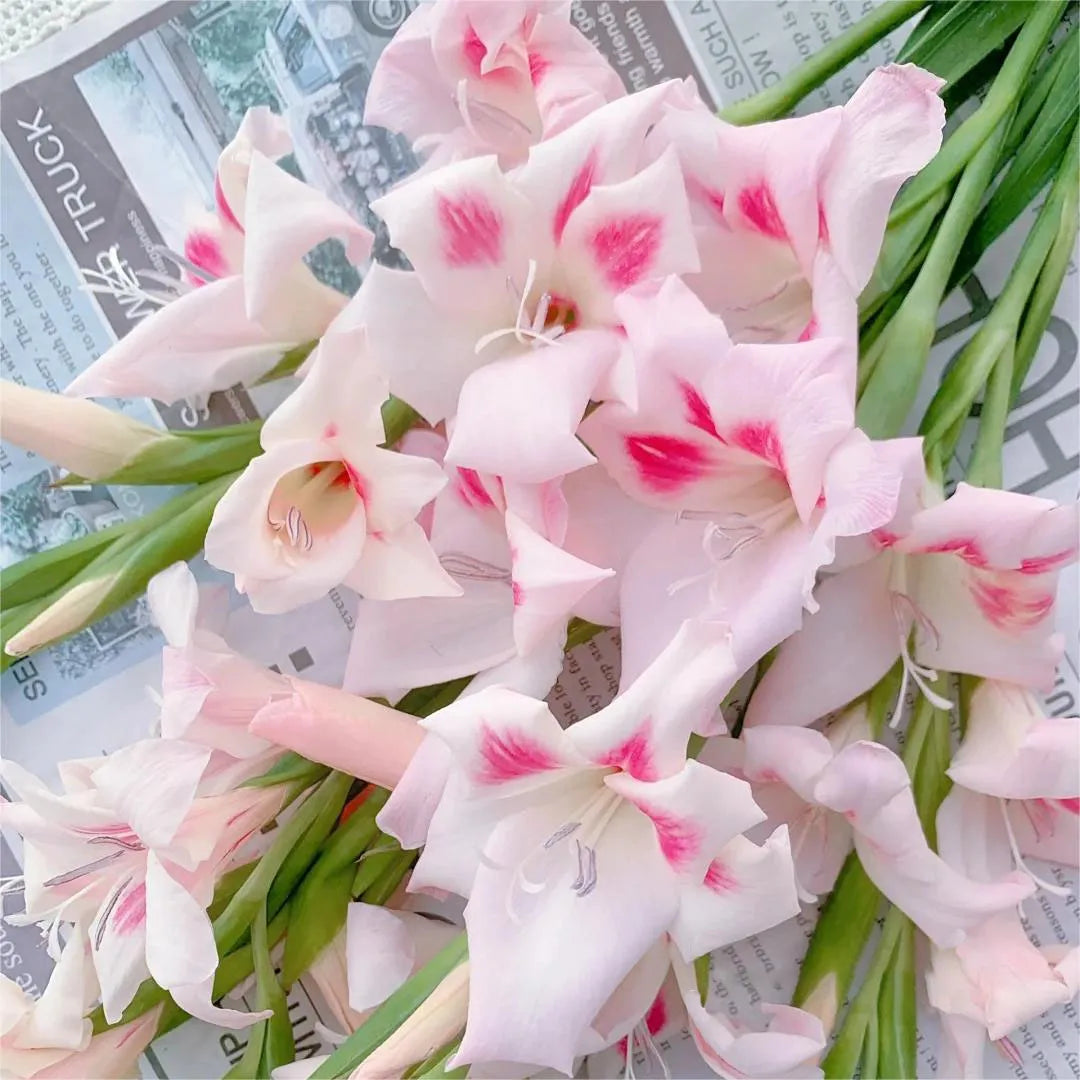 Cat's Claw Gladiolus 🩷 pink and cute