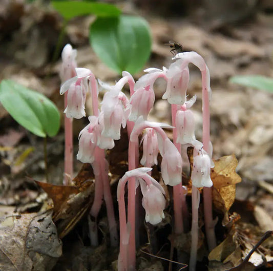 100 pcs Indian Pipe Monotropa Uniflora Seeds