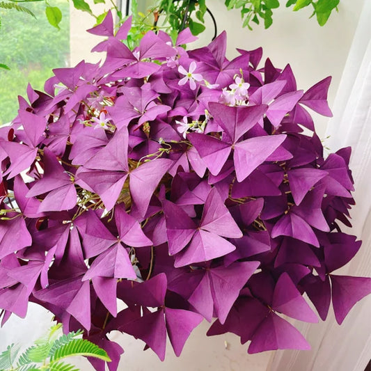 10PCS Oxalis Triangularis Purple Shamrock Good Luck Plant