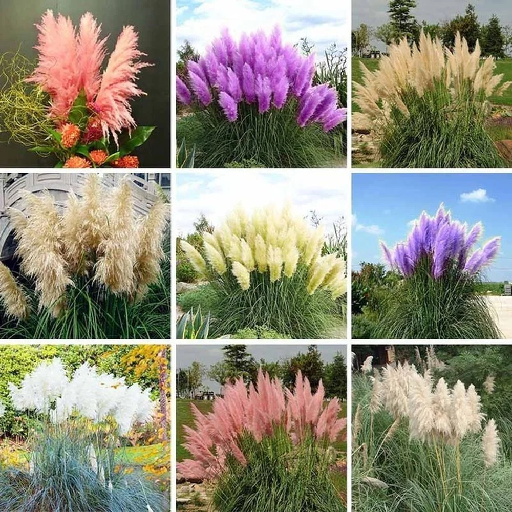 Mixed Pampas Grass Ornamental Seeds