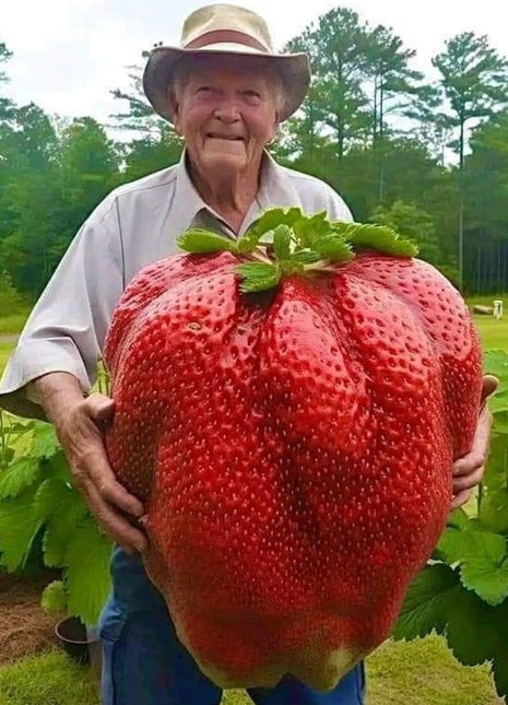 🔥 Organic giant fruits and vegetables
