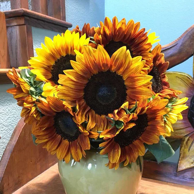 🌻50+ Mixed Color Sunflowers