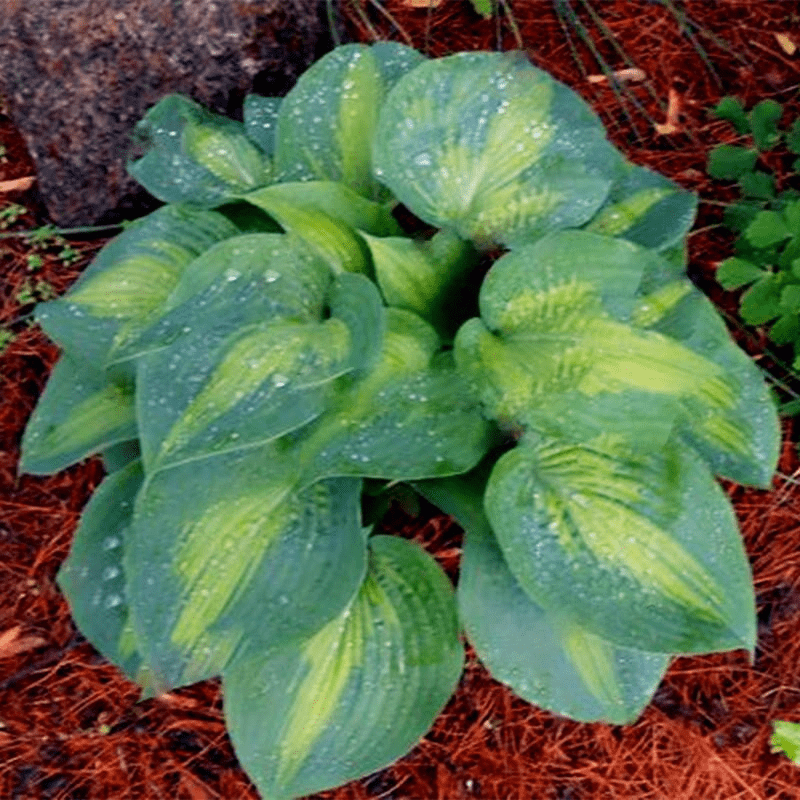 Mixed Hosta Perennials Flower Rare White Lace Lily Seeds